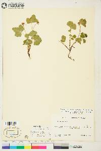 Rubus arcticus image