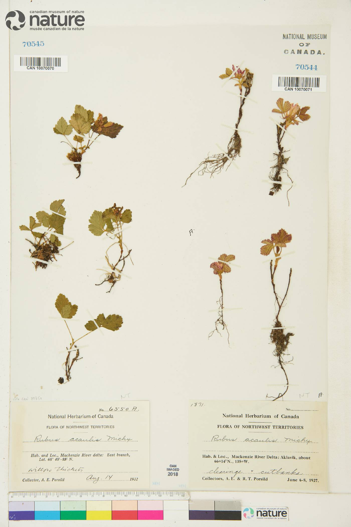 Rubus acaulis image