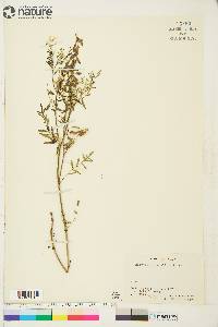 Astragalus multiflorus image