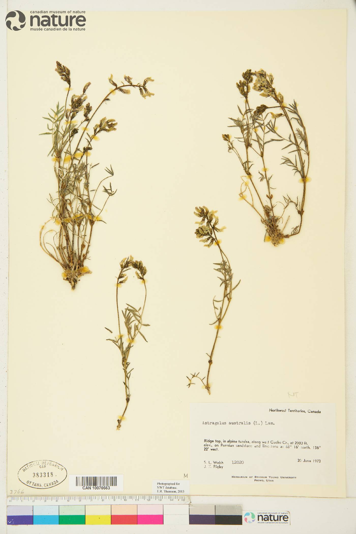 Astragalus australis image