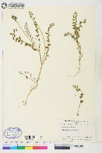 Astragalus alpinus image