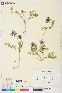 Astragalus alpinus image