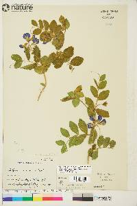 Lathyrus japonicus image