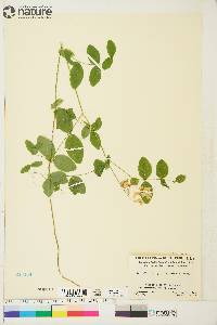 Lathyrus ochroleucus image