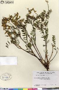 Image of Hedysarum mackenziei