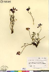 Hedysarum boreale subsp. mackenziei image