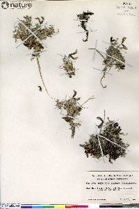 Image of Oxytropis arctobia