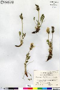 Oxytropis maydelliana image