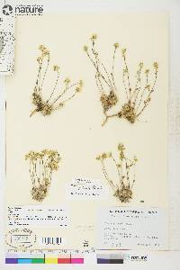 Draba oblongata image