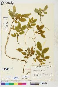 Vaccinium membranaceum image