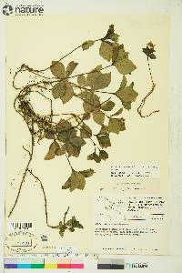 Cornus canadensis image