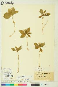 Cornus canadensis image