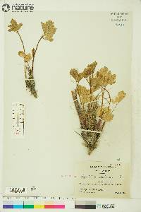 Ligusticum scoticum image