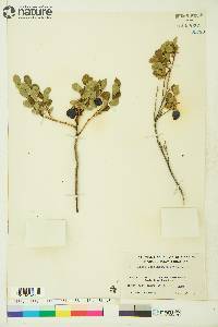 Vaccinium uliginosum image