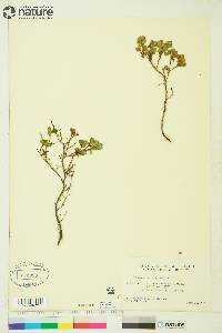 Vaccinium uliginosum image