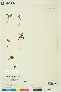 Vaccinium vitis-idaea image