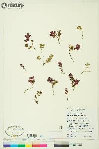 Vaccinium vitis-idaea subsp. minus image