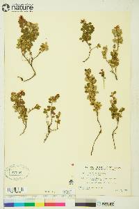 Vaccinium vitis-idaea image