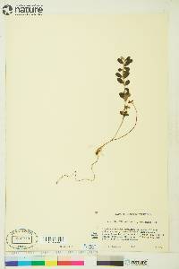 Vaccinium vitis-idaea image