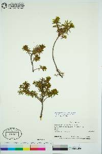 Rhododendron tomentosum subsp. decumbens image