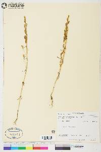 Lomatogonium rotatum image