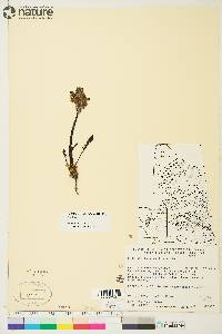 Image of Pedicularis albolabiata