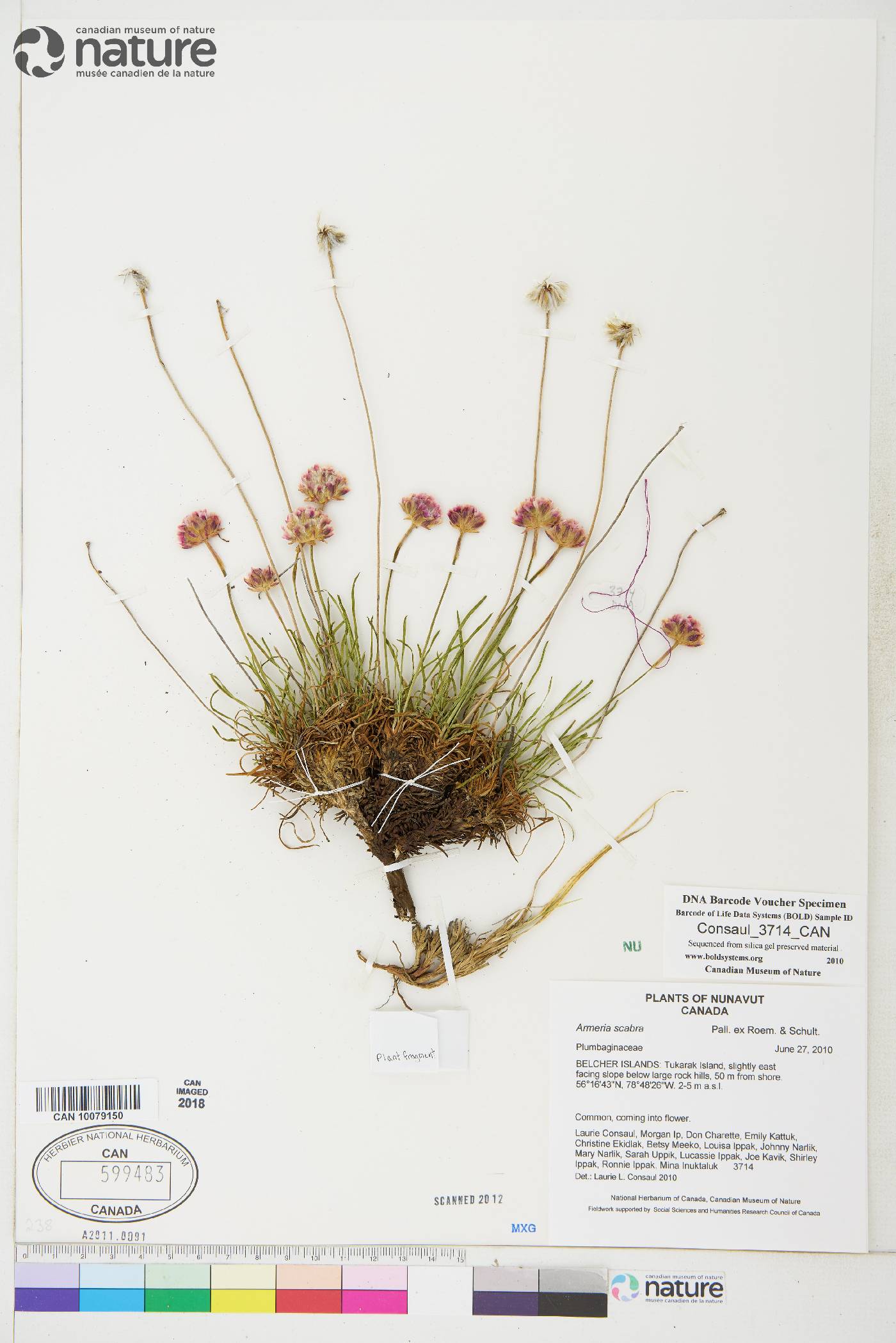 Armeria scabra image