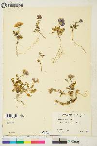 Polemonium boreale image