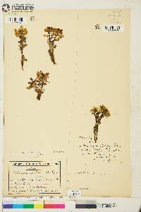 Pedicularis lapponica image