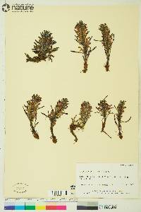 Pedicularis langsdorffii image