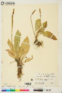 Plantago major image