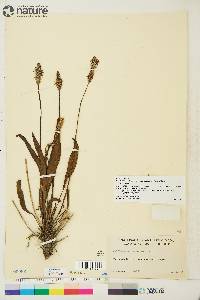 Plantago septata image