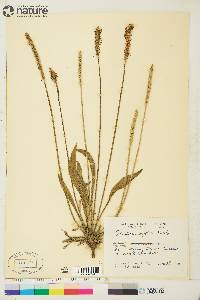 Plantago septata image