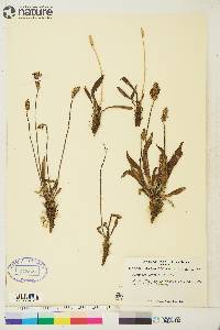 Plantago septata image