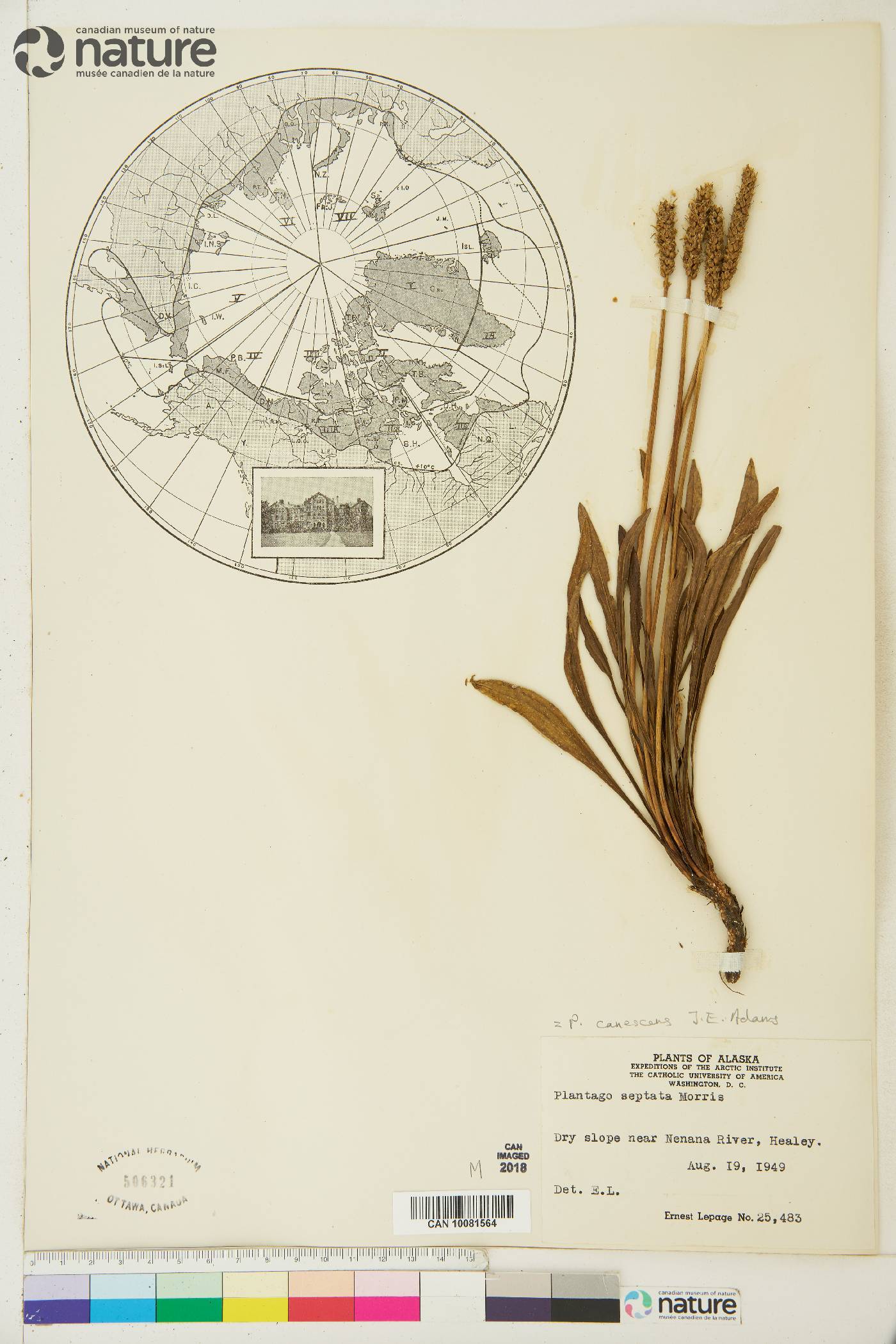 Plantago canescens image