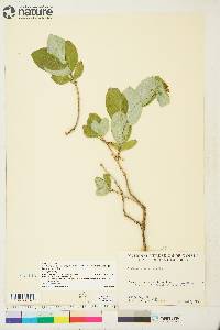 Lonicera dioica image