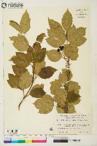 Viburnum edule image