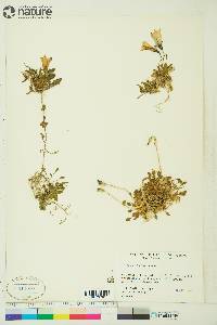 Campanula lasiocarpa image