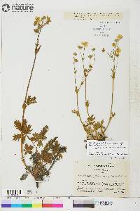 Potentilla diversifolia image