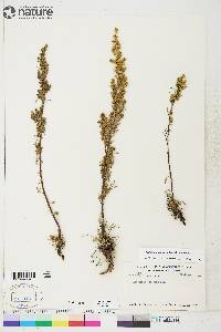 Artemisia borealis subsp. borealis image