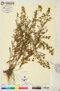Symphyotrichum ericoides var. pansum image
