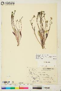 Crepis elegans image