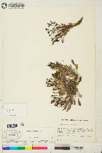 Crepis elegans image