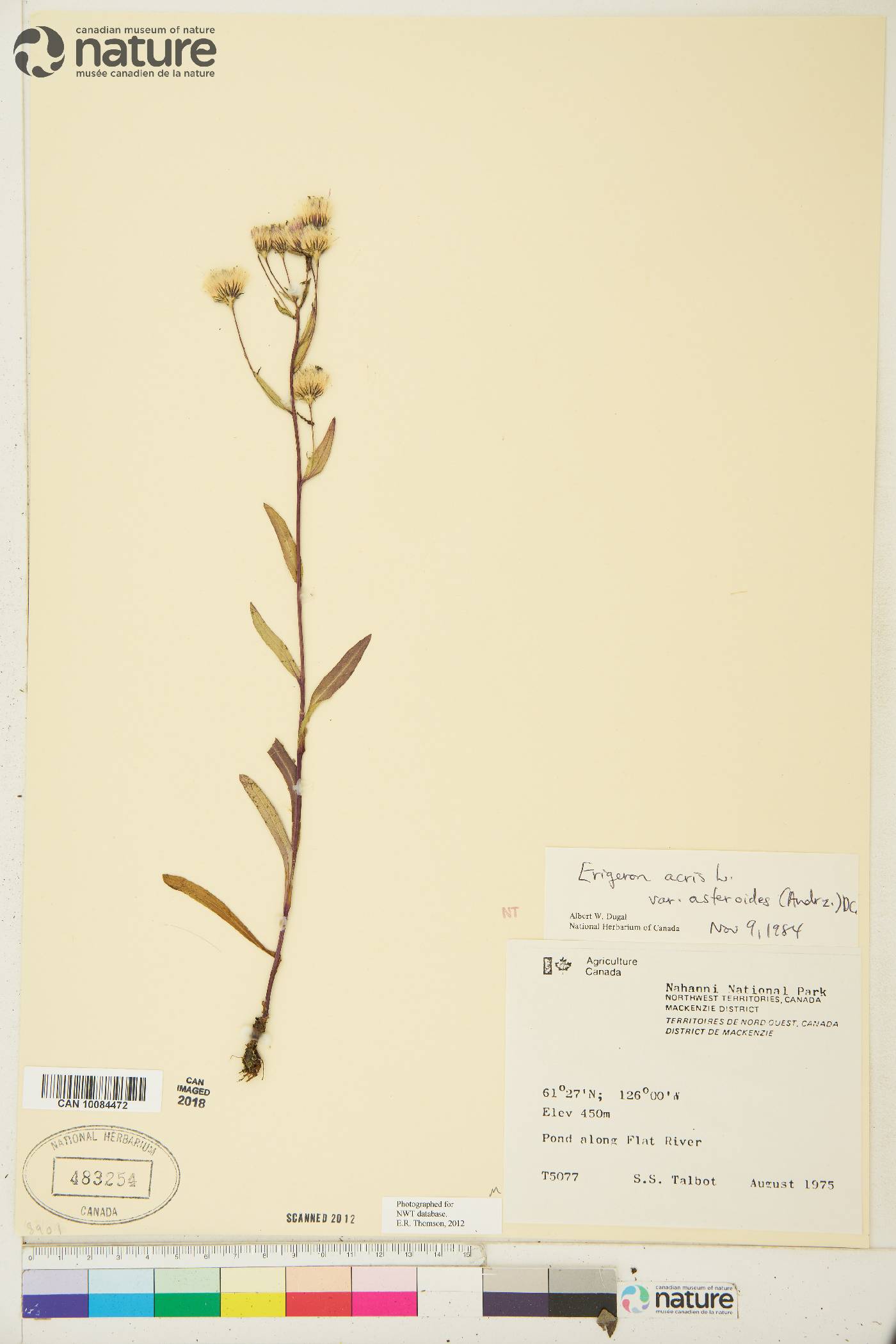 Erigeron acris var. asteroides image