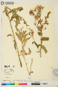 Lactuca tatarica var. pulchella image