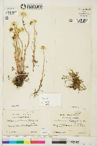 Tripleurospermum maritimum subsp. phaeocephalum image