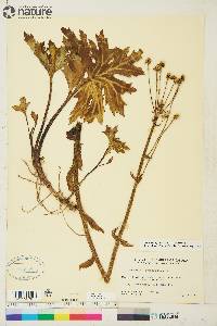 Petasites frigidus var. frigidus image