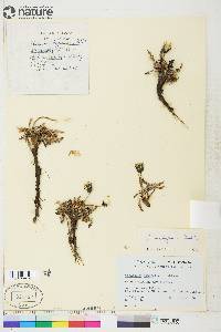 Image of Taraxacum hyparcticum