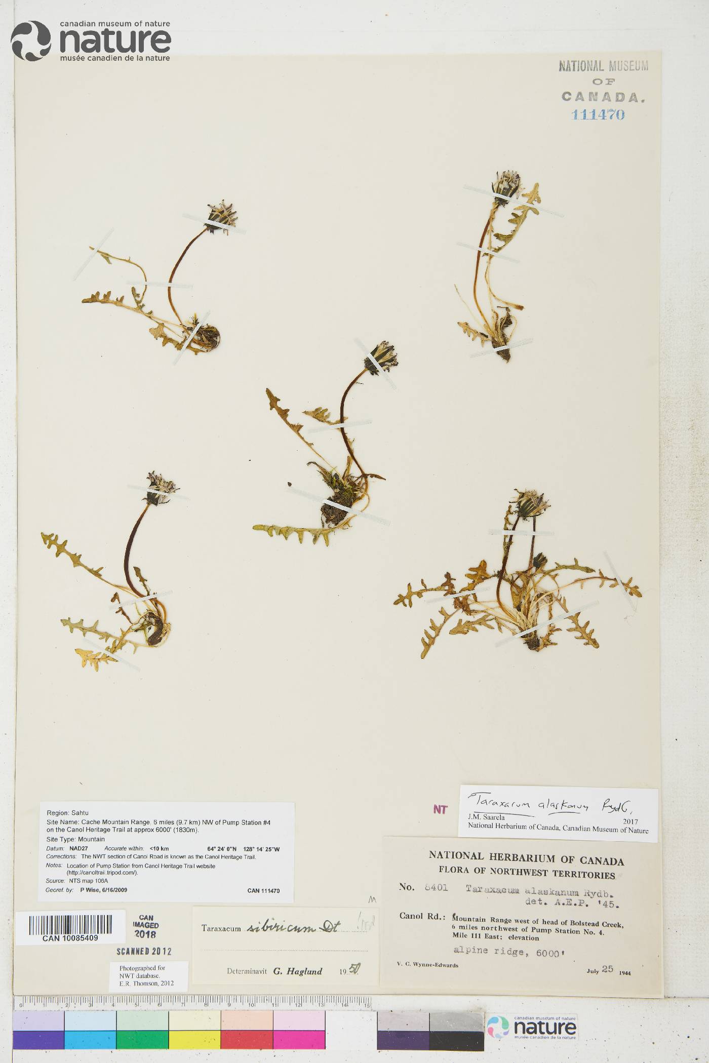 Taraxacum alaskanum image