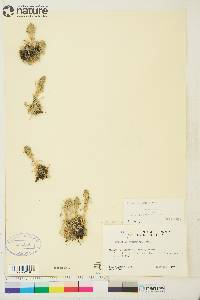 Image of Artemisia furcata